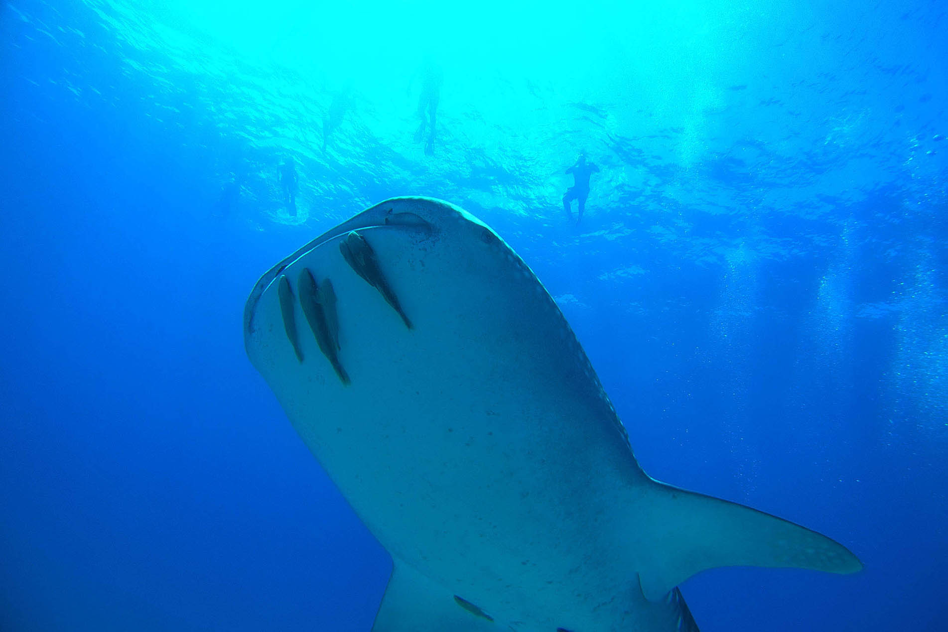 Scuba diving tours in cano island, Drake Bay, Costa Rica