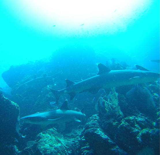 Sharks at Cano Island, scuba diving tours costa rica