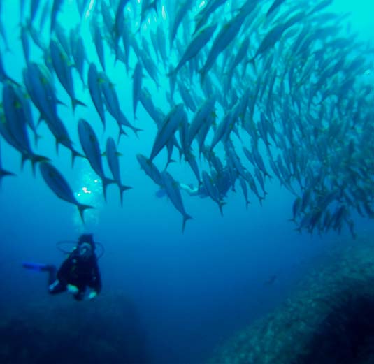 Costa Rica Diving, SCUBA Diving, Drake Bay, Cano Island, PADI Resort, SCUBA Diving Lessons, Southern Pacific Ocean Region, Costa Rica SCUBA Diving