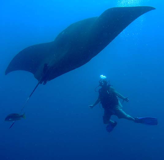 Costa Rica Diving, SCUBA Diving, Drake Bay, Cano Island, PADI Resort, SCUBA Diving Lessons, Southern Pacific Ocean Region, Costa Rica SCUBA Diving