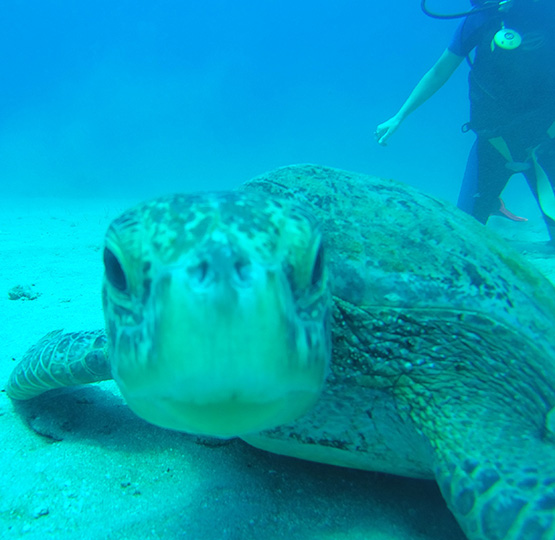 Costa Rica Diving, SCUBA Diving, Drake Bay, Cano Island, PADI Resort, SCUBA Diving Lessons, Southern Pacific Ocean Region, Costa Rica SCUBA Diving